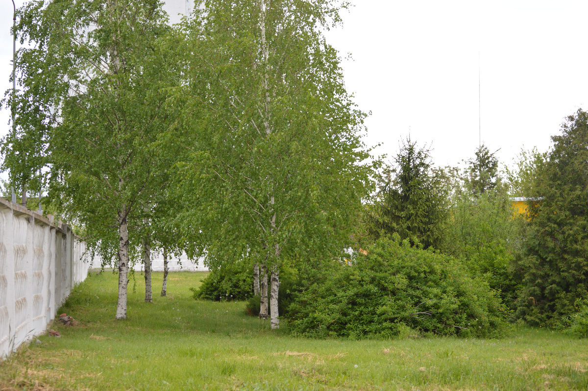 Фото автора. 26.04.2025. Зазеленели у заправки берёзки. Заканчивается второй весенний календарный месяц.