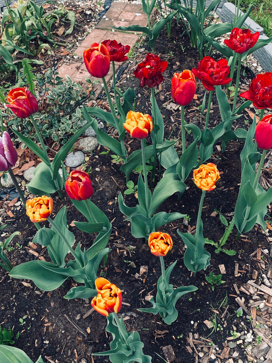 В 2022 году поздние тюльпаны у меня цвели в начале июня, а этой весной они сейчас уже все в бутонах стоят.