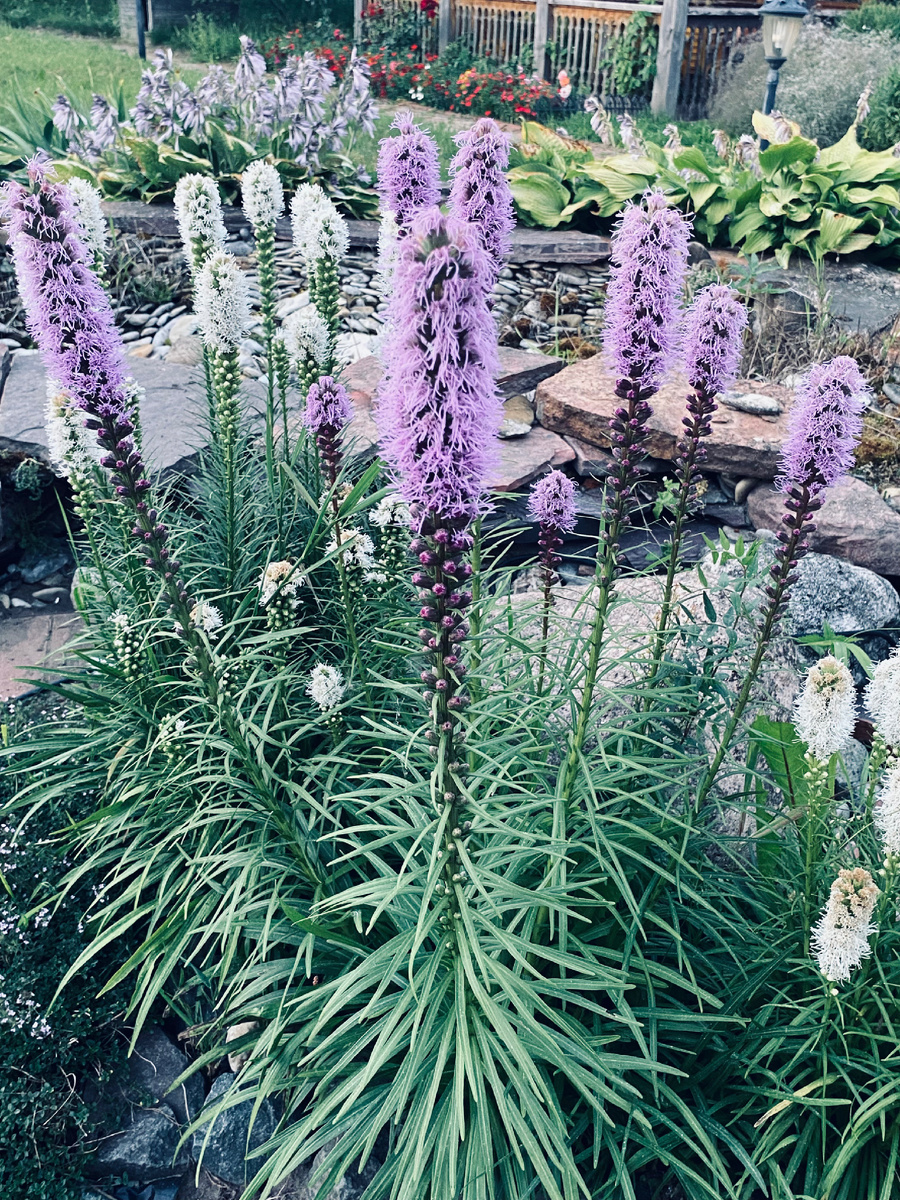 Мои красивые лиатрисы вымерзли позапрошлой зимой, сейчас решила посадит новые. Везде фото автора.