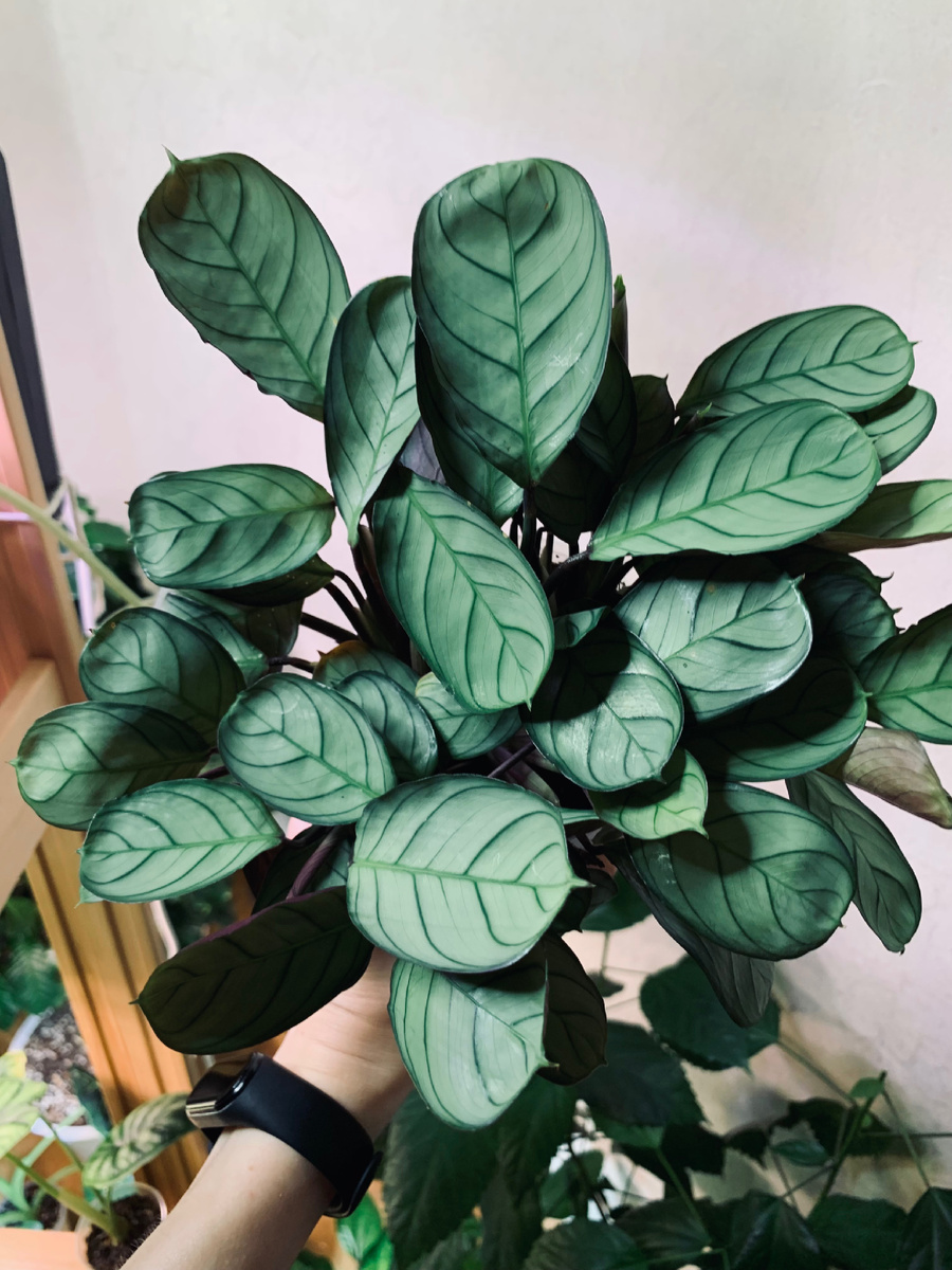 Ктенанта Амагрис