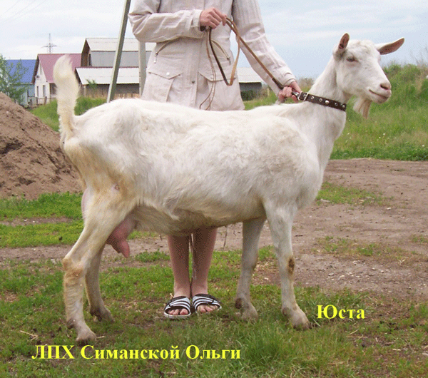 а это уже дойная, первый окот