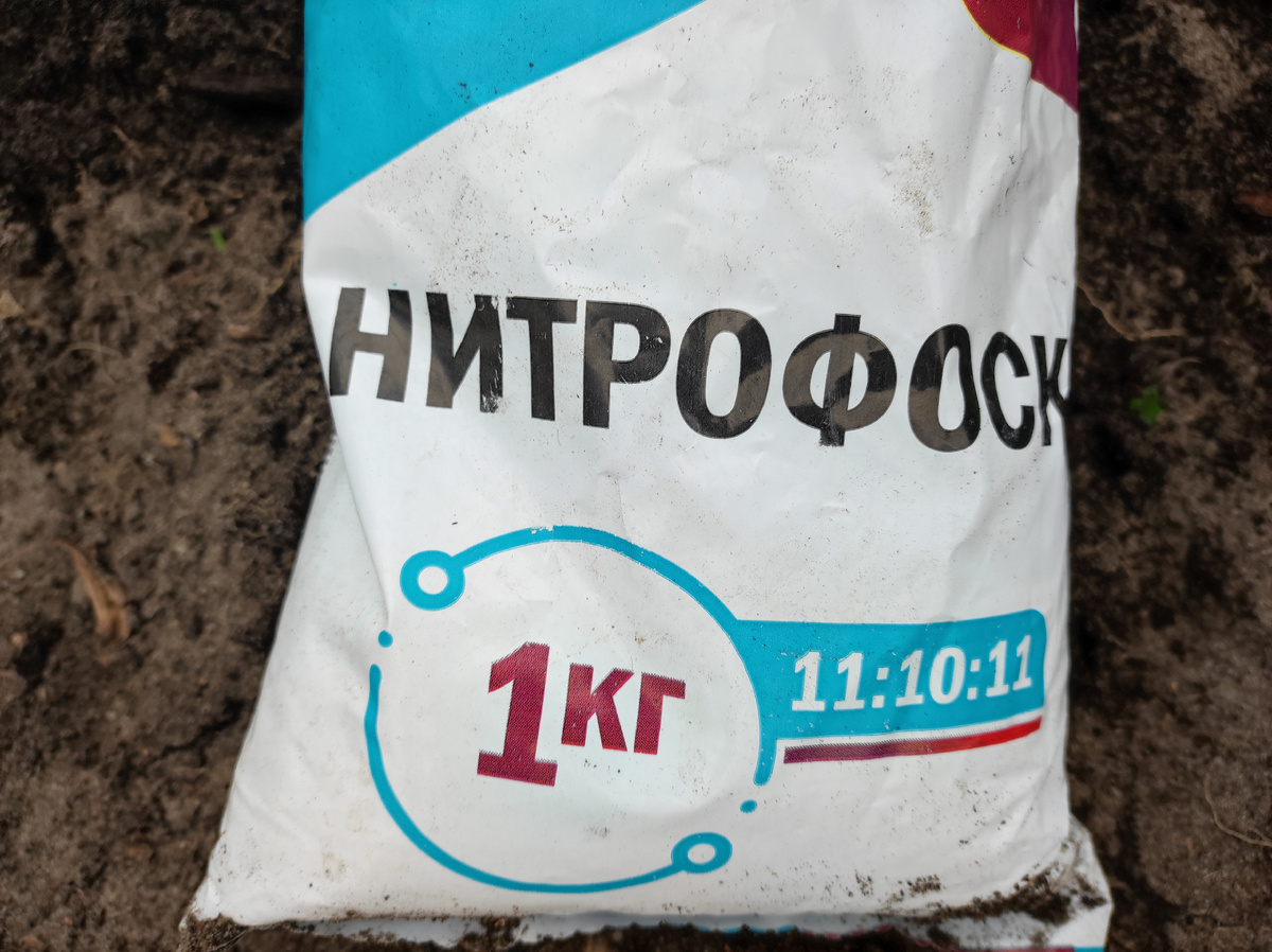 Фото автора, удобрение нитрофоска, 3 мая 2025 года