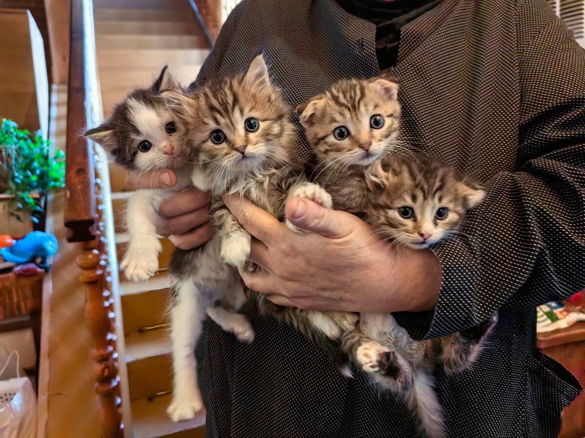 Сезон котят. Фото из архива автора