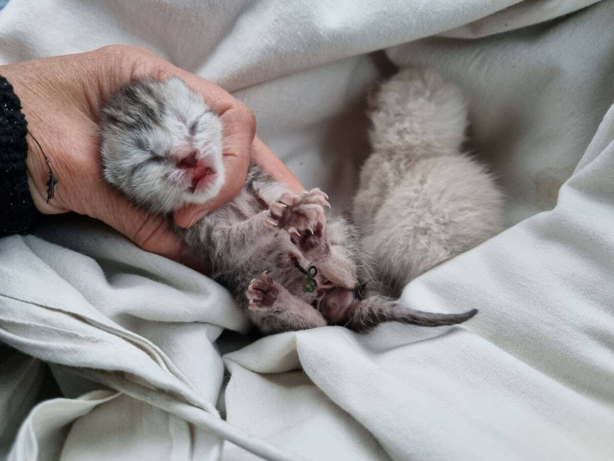 Новорожденные подкидыши. Фото из архива автора