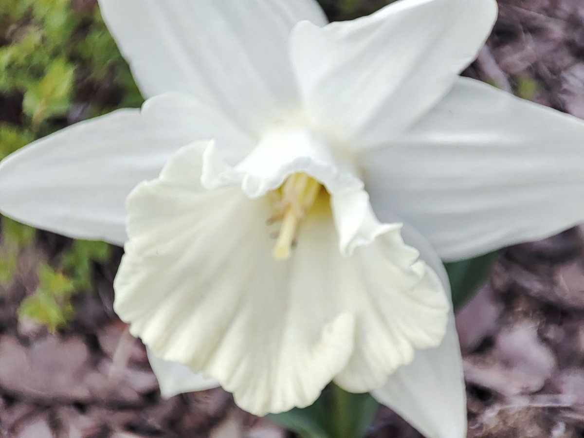 Нарциссы в парке. Фото мое. 