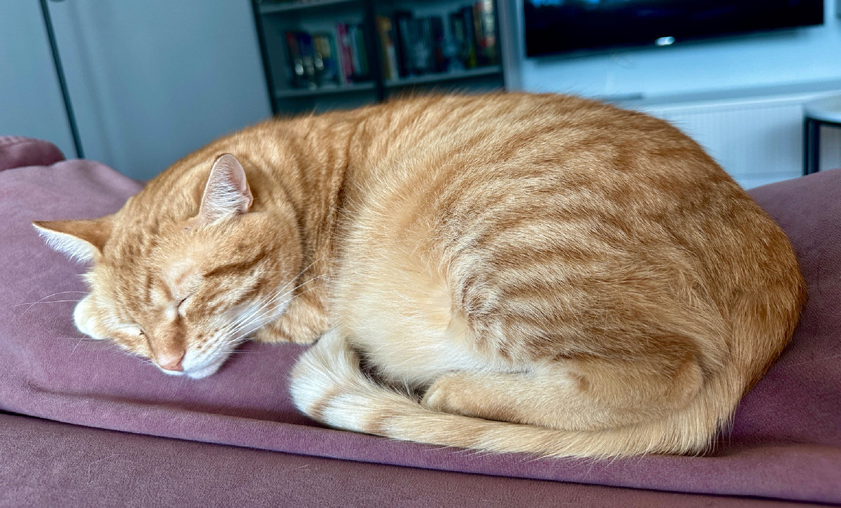 Кот Марсель