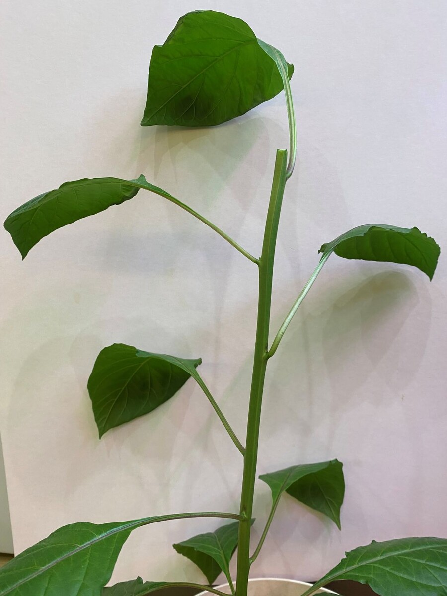 Шоколадная Бутла (Chocolate Bhutlah)