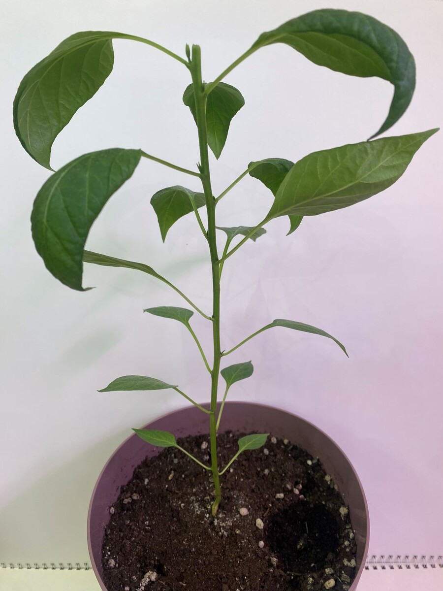 Пеперончино Этна (Peperoncino Etna)