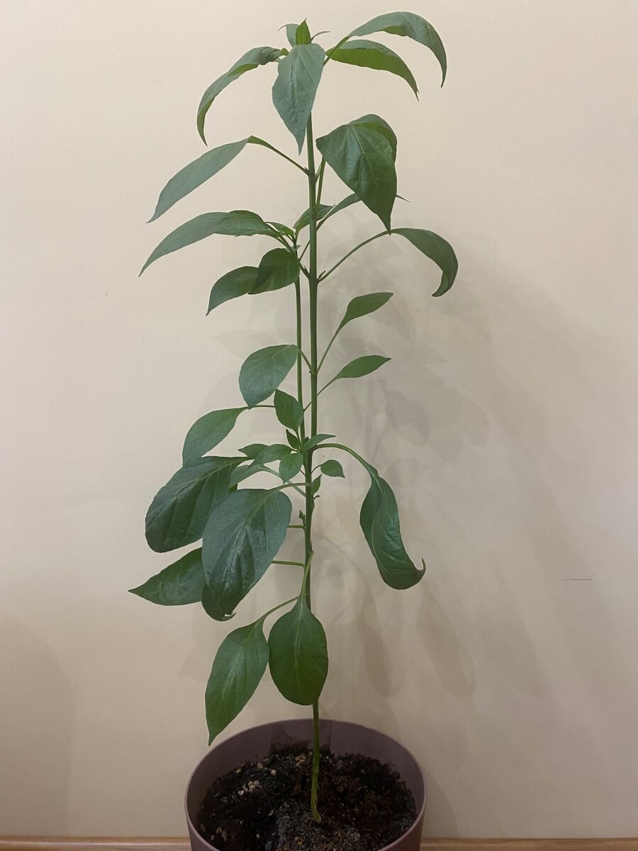 Через 18 дней дал две ветки и подрос до 63 см. И как тут предотвратилось вытягивание?