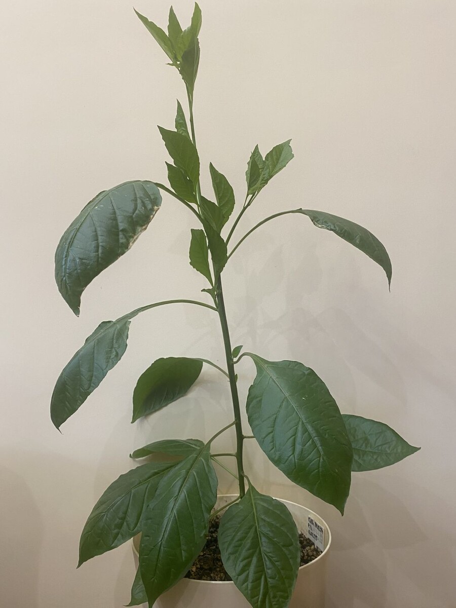 Ну может и даст боковушки...