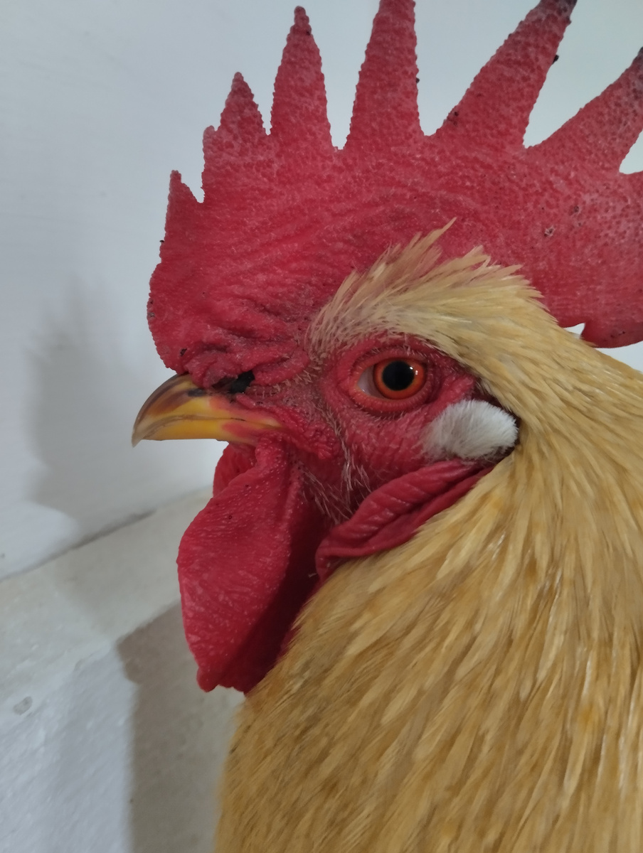 Петушок у нас хороший,                         Он заботится о всех.                                     И курочек своих милых                           Точно знает он их  всех.                          