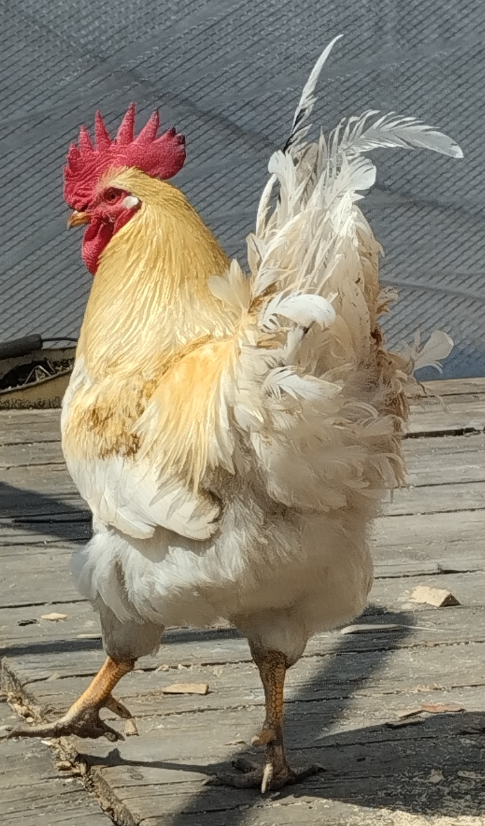 Он заботливый и добрый и на корм он всех зовёт.                                  Курочке уступит место.                          И не забежит вперёд.                                Вот такой петух у нас ,                             Просто супер ,                                            Просто класс👍👍👍🐓🐓🐓🐓🐓🐓🐓🐓🐓🐓  