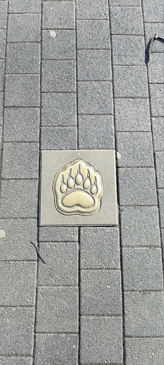 "Следуй за лапой, если хочешь приключений."