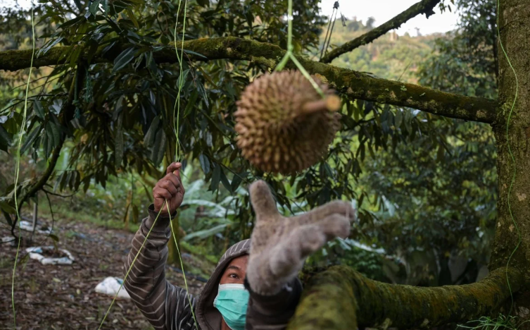 Дурианы красивые, чертяки
