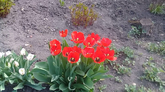 Жизньв деревне. Тюльпаны