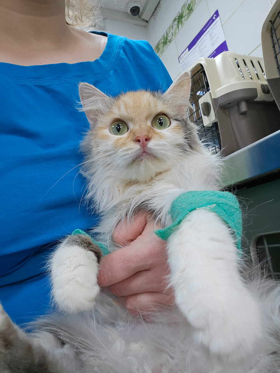 Фото автора. Фасолька.