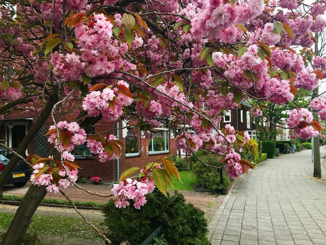 На улочках Харлема, Нидерланды