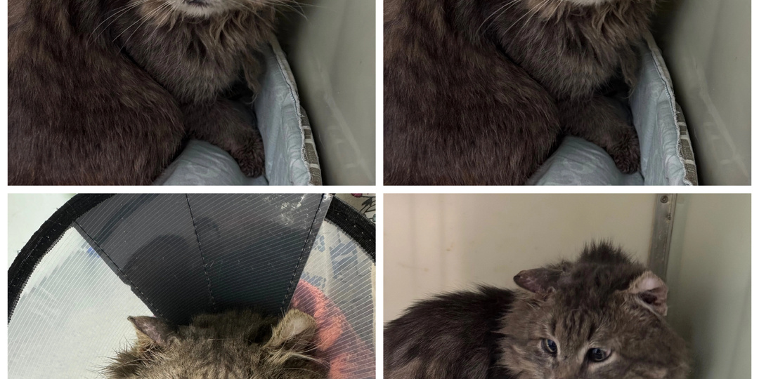 Вот и новенькие хлеба: выживали на улице и домашние, которых отдали  по семейным обстоятельствам