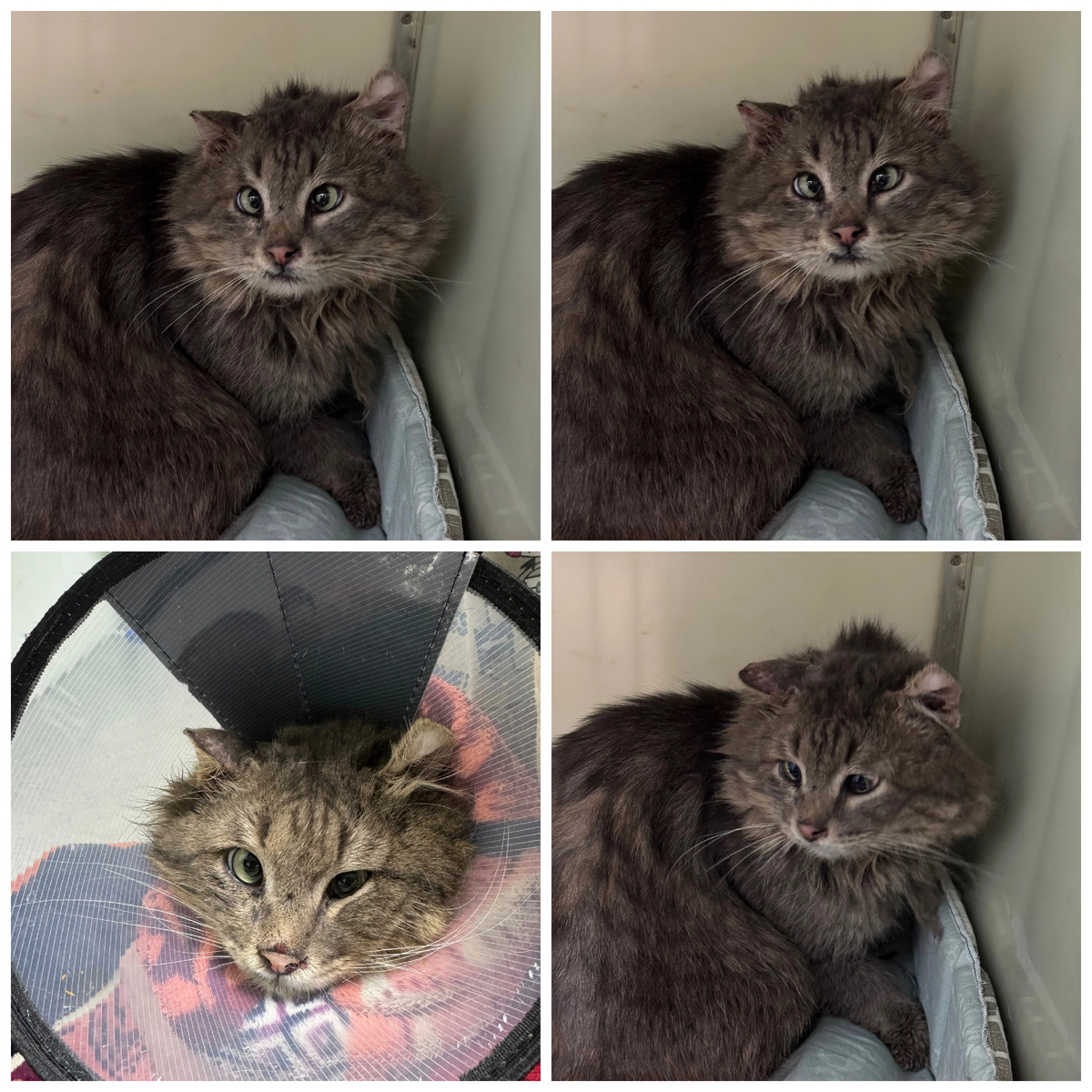 Милого Саважа нашли на улице. Саваж обаятельный новичок.