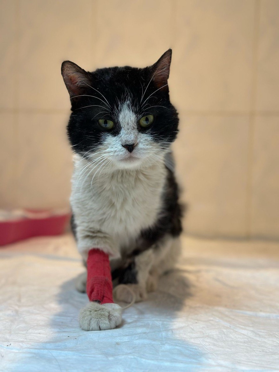 Барсик в клинике