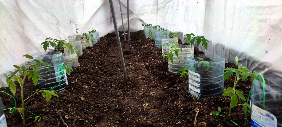 На каждый куст томата, своя пятилитровая бутылка