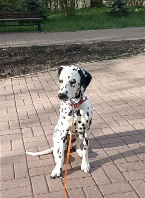 Элис на прогулке