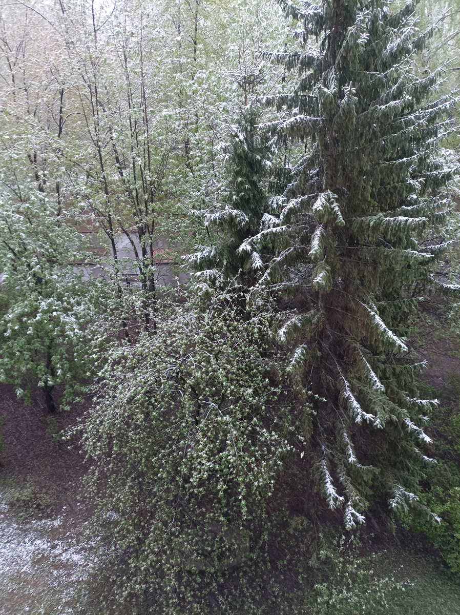 После тридцатиградусный жары морозы со снегопадом