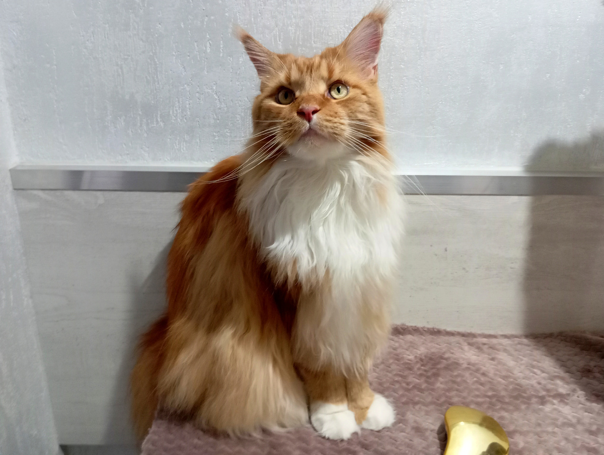 Мейн кун Степа