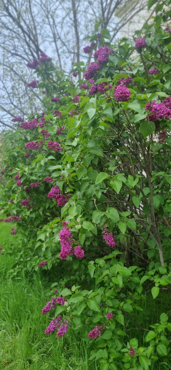 Сирень уже расцвела.