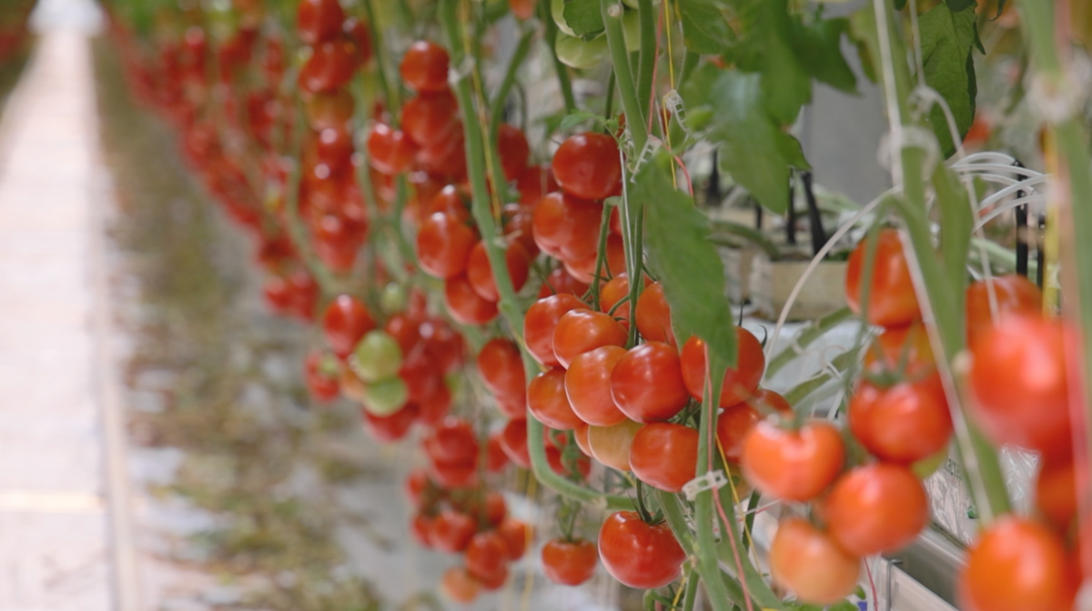 Фото: плоды томатов в теплицах комплекса «Камчатский» / kamgov.ru