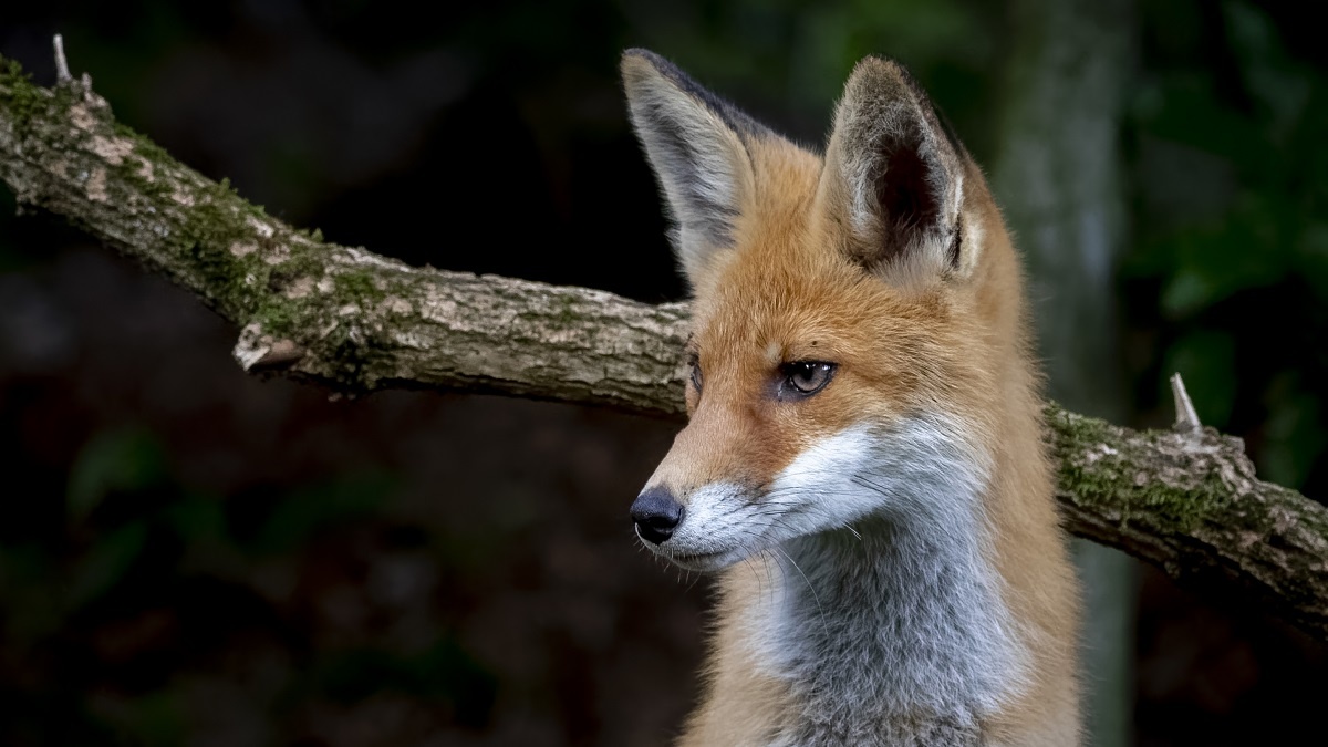    Лисиц не отгоняли, если они подходили к дому. Фото: Freepik