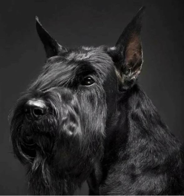 Царь, просто царь.