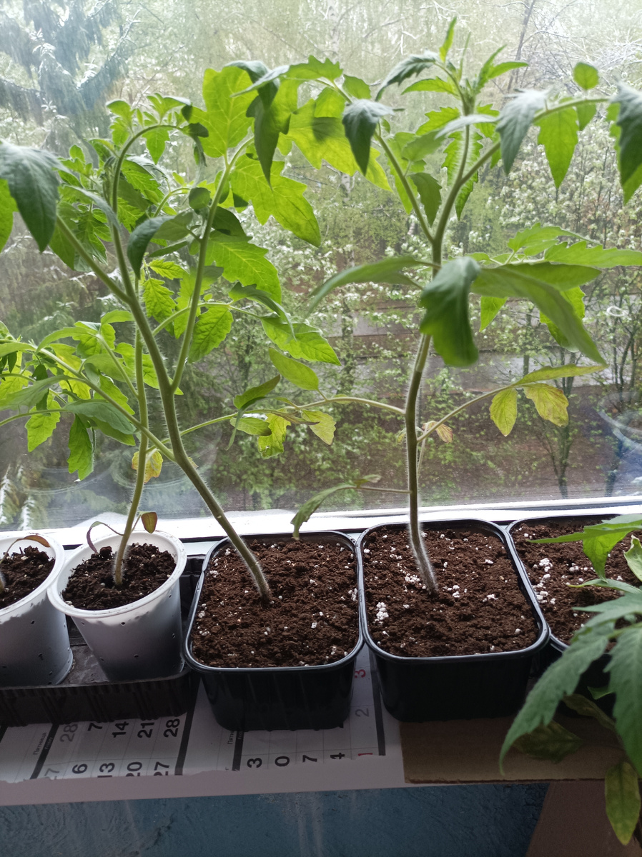 Рассада томатов на подоконнике, а за окном на листьях деревьев снег.