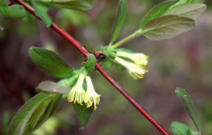 Жимолость. Два цветочка на одну ягодку