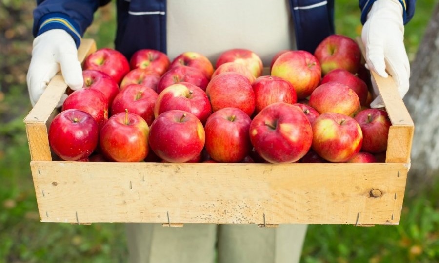 🍏Как сохранить яблоки и груши до нового урожая?