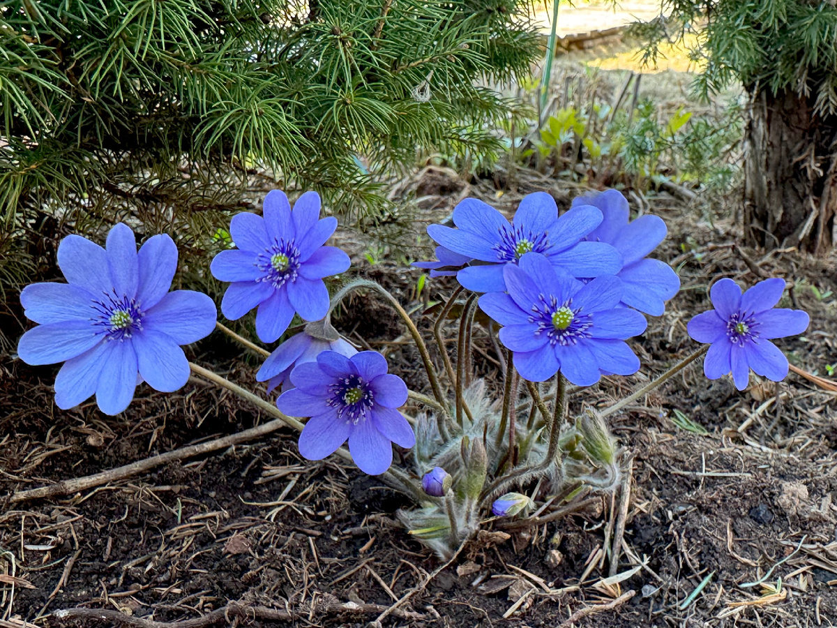 Печёночница