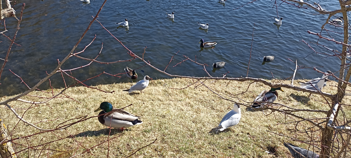 На пруду живут многочисленные стайки птиц. Всё они прикормленные, и охотно приближаются к людям. 