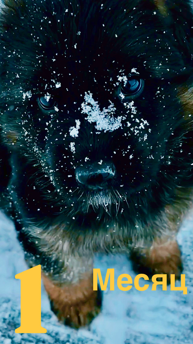 Хан, 1 месяц