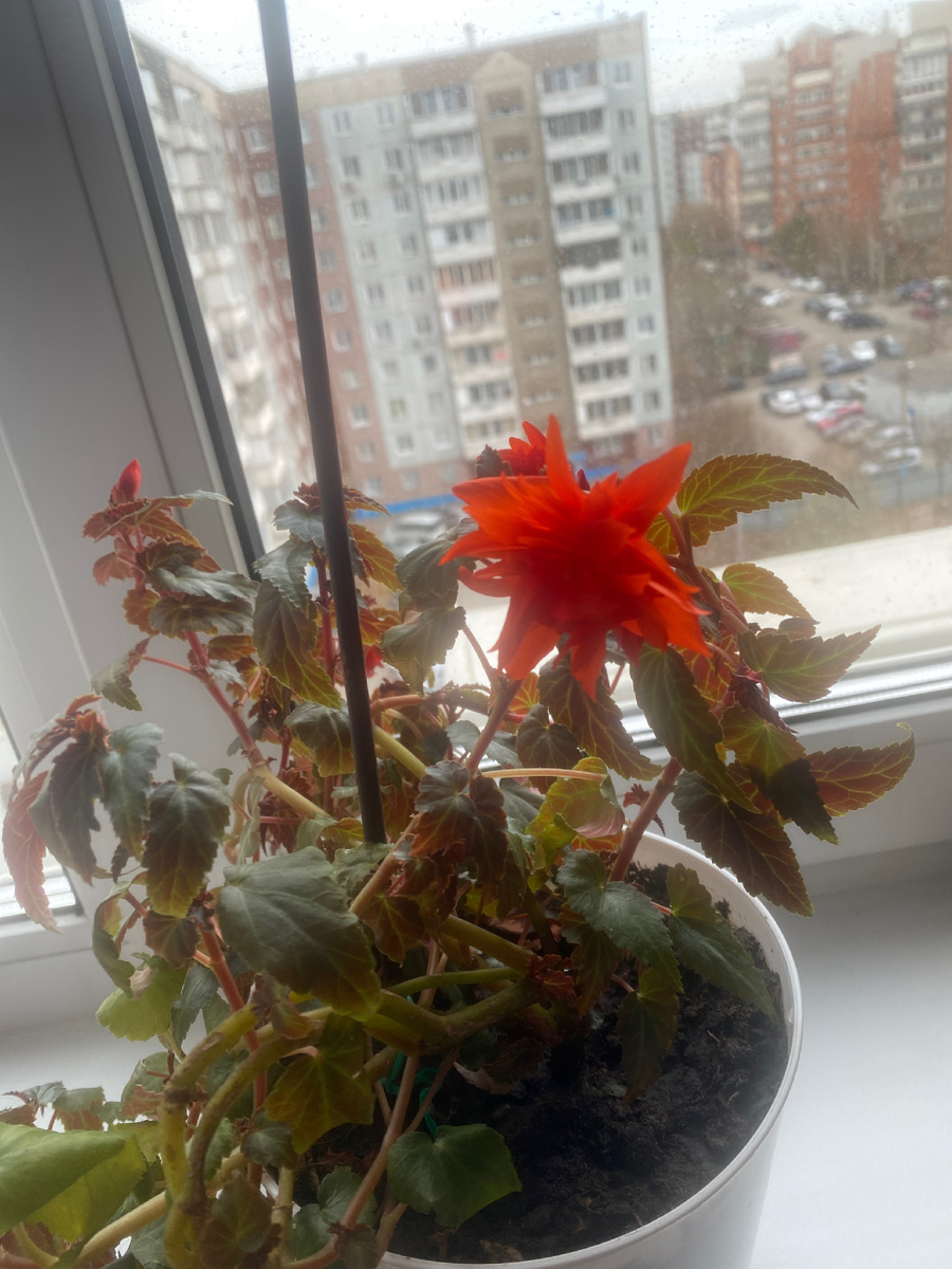 Во такой цветочек у меня сегодня расцвел). Извините, что не в тему, но цветок красивый)))