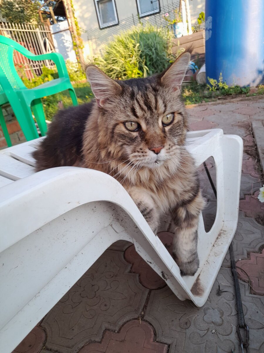 Вчерашний " гулёный котик")