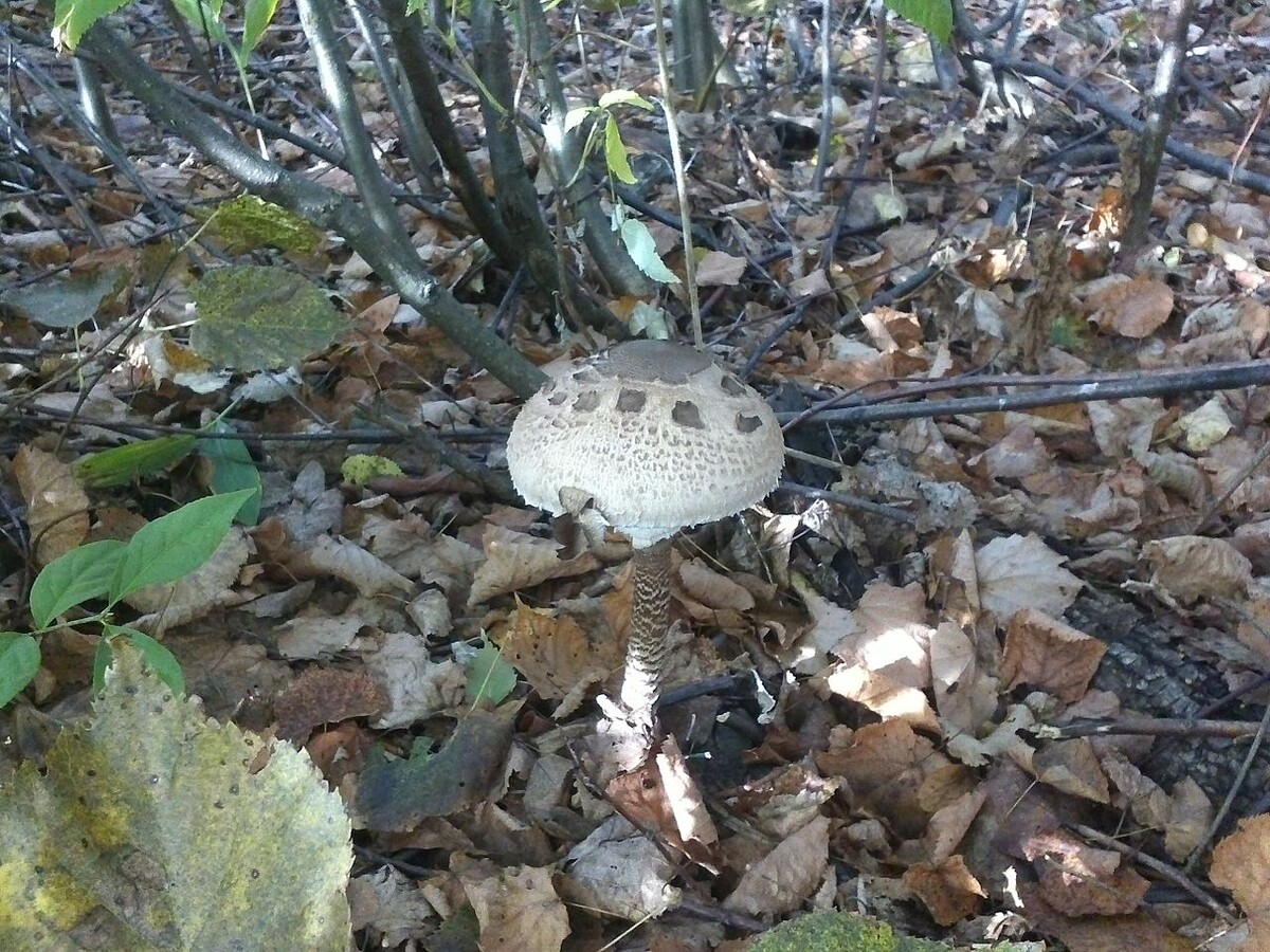    Ядовитый гриб / Источник: (cc) Zakirov