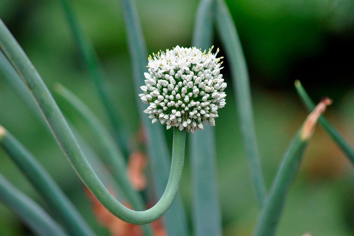    Фото: Artellliii72 / Pixabay.com