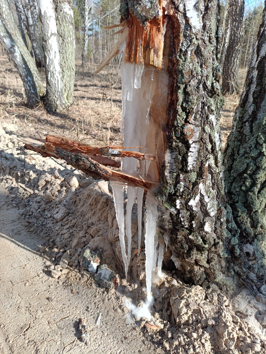 Плакала берёза...