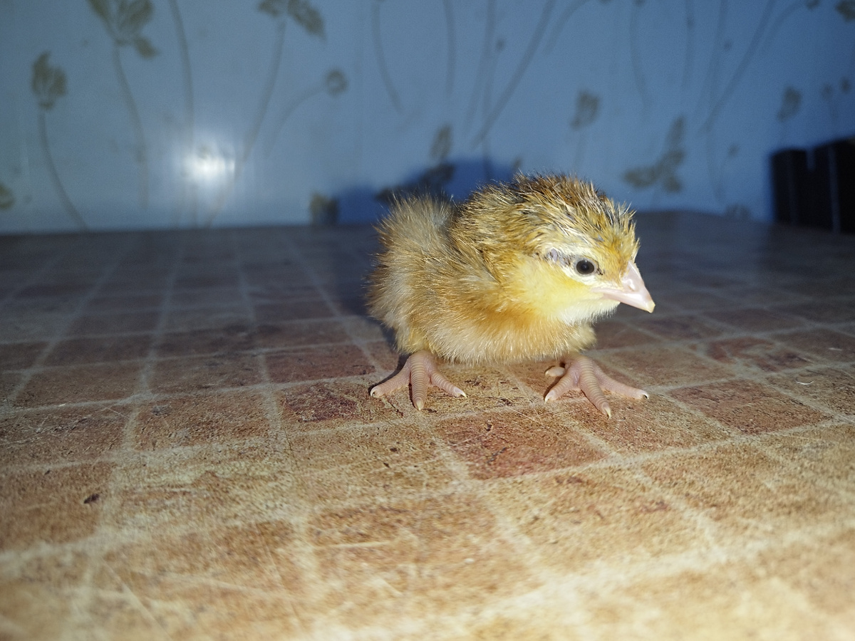 Это доминант