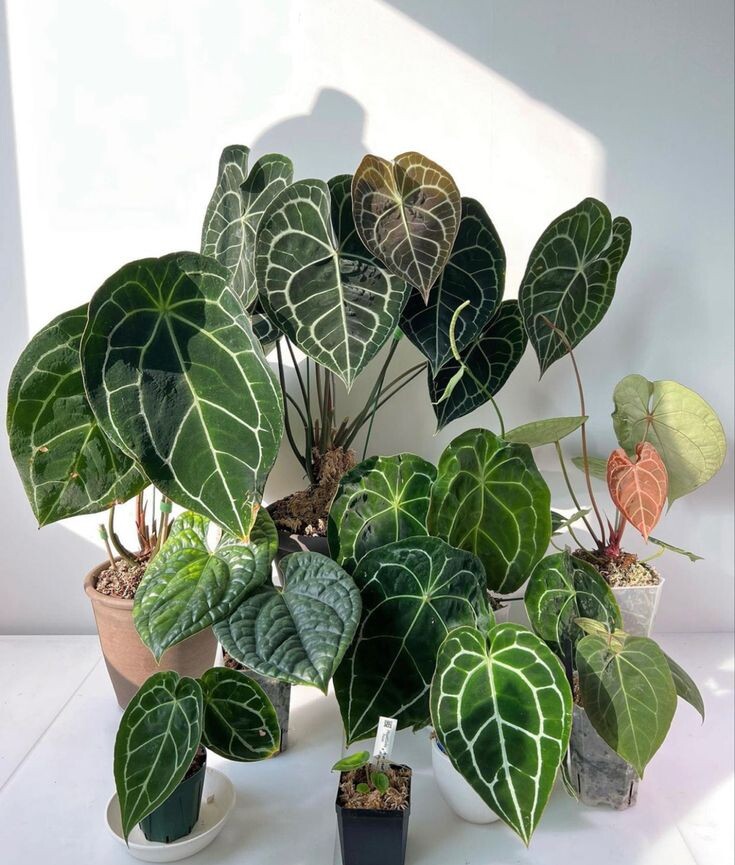 Фото из Пинтерест. Источник: https://ru.pinterest.com/pin/82964818136148322/