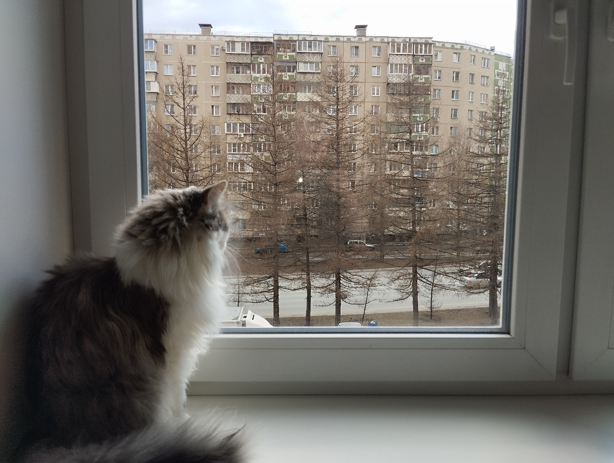 Личное фото личного кота автора канала