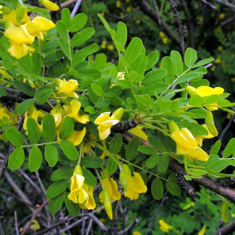 Карагана древовидная