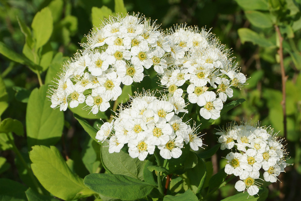 Спирея средняя