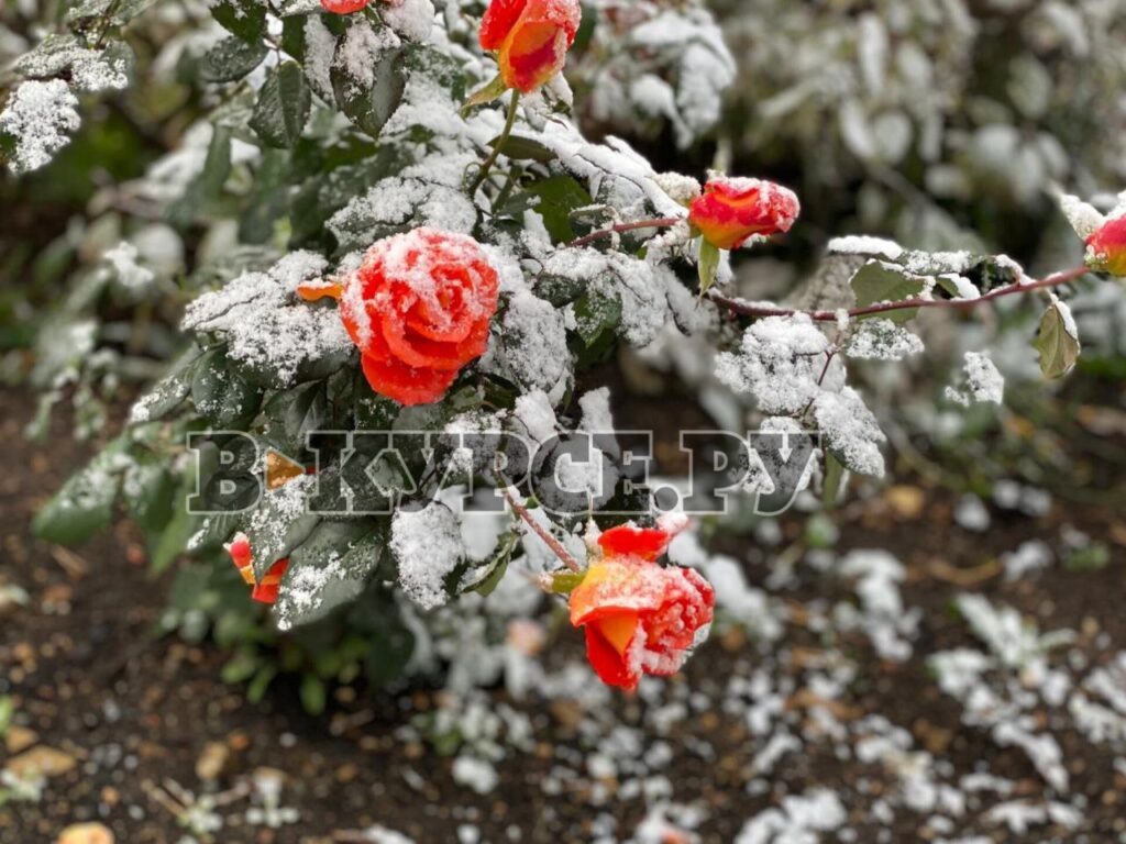    Фото: В курсе.ру Ульяна Бажанова