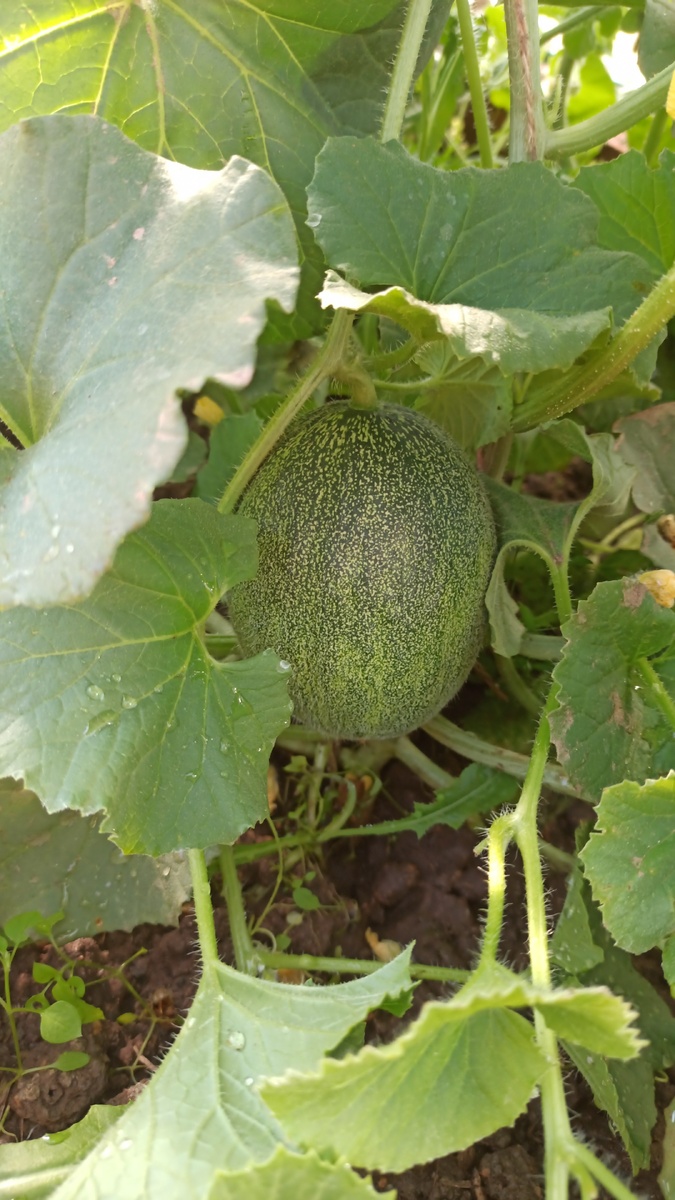 Моя прошлогодняя дынька